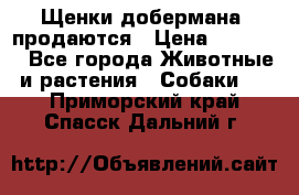 Щенки добермана  продаются › Цена ­ 45 000 - Все города Животные и растения » Собаки   . Приморский край,Спасск-Дальний г.
